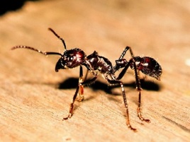 Veleno delle 'formiche guerriere' contro la psoriasi