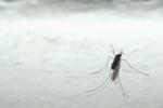 Sud-Est asiatico, paura per diffusione malaria resistente a farmaci