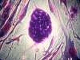 Create cellule embrionali 'super-pure' per studi su uomo