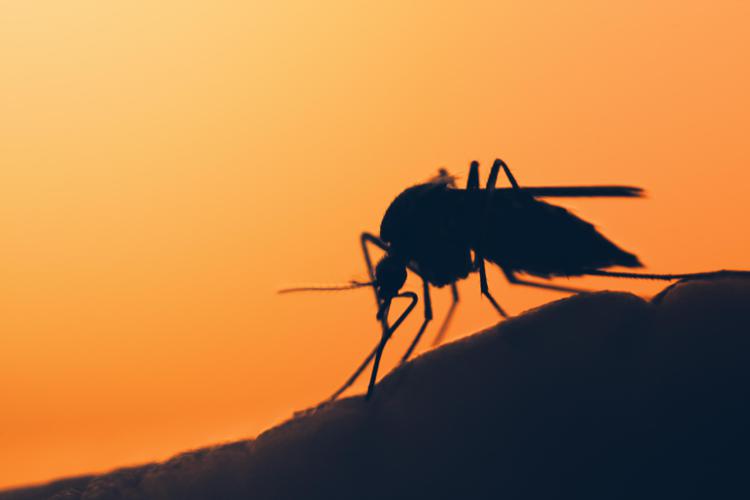 Sos malattie da zanzare in Europa, crescono Dengue e West Nile